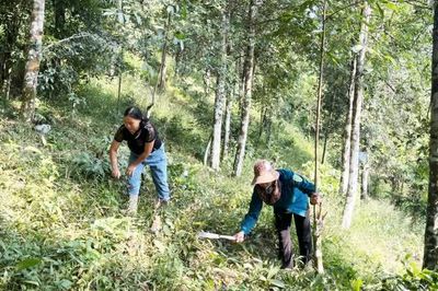 Tiếp sức người dân phát triển kinh tế từ cây hồi