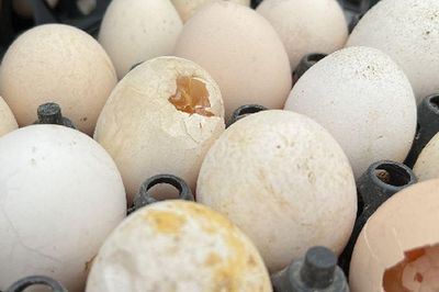 Mua trứng thấy 4 dấu hiệu này, tốt nhất đừng lấy dù giá rẻ, đặc biệt chú ý dấu hiệu thứ 2