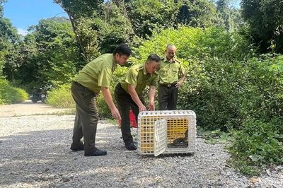 Thả 2 cá thể trăn đất quý hiếm về môi trường tự nhiên