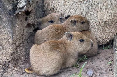 Thảo Cầm Viên Sài Gòn đón 3 capybara con đầu tiên ra đời, tên nghe đã thấy ngọt ngào