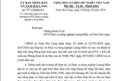 Rừng thông gần 40 năm tuổi ở Quảng Trị vướng hồ sơ nguồn gốc