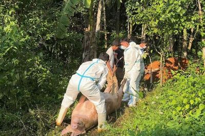 Tiên Phước tăng cường phòng, chống dịch tả lợn châu Phi
