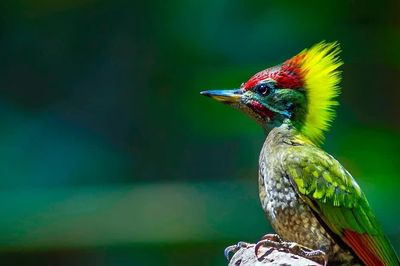 'Vietnam Wild Live' mùa 2 mở ra hành trình khám phá rừng xanh