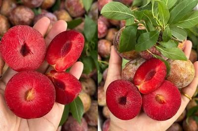 Đặc sản Tây Bắc giá tới 120.000 đồng/kg, mỗi năm chỉ rộ một mùa