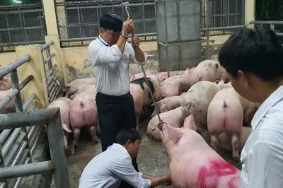 TPHCM xử lý nghiêm cá nhân bảo kê, tiếp tay vụ 10.000 tấn heo nhiễm chất cấm
