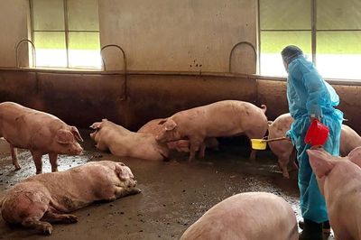 Động thái mới của TPHCM sau vụ phát hiện đường dây 'vỗ béo' 10.000 tấn thịt heo bằng chất cấm