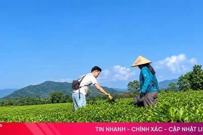 Trải nghiệm hái chè bằng máy cắt mini