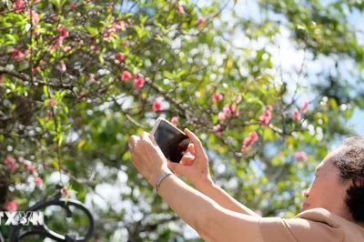 Du khách thích thú ngắm hoa đào đón 'Tết sớm' ở Đà Lạt