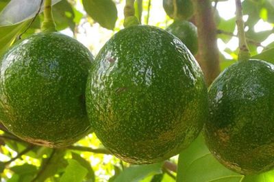 Muốn chăm sóc não bộ, đừng bỏ qua 3 loại quả này