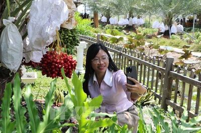 Vườn chà là mở hướng du lịch sinh thái vùng biên Đồng Tháp