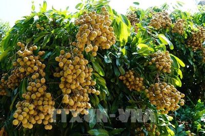 Nhãn Châu Thành nâng tầm giá trị nông sản Đồng Tháp