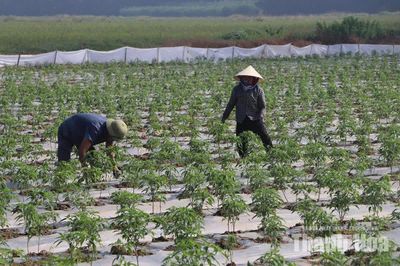 Nắm bắt nhu cầu thị trường để nâng cao hiệu quả sản xuất vụ đông