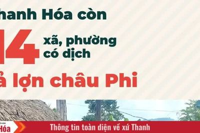 Thanh Hóa còn 14 xã, phường có dịch tả lợn châu Phi