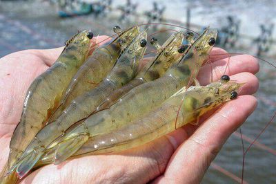 Nhật Bản giảm mua tôm từ nhiều nước, riêng tôm Việt vẫn đắt hàng