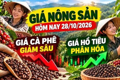 Giá nông sản hôm nay 28/10: Cà phê giảm tiếp, hồ tiêu giữ giá