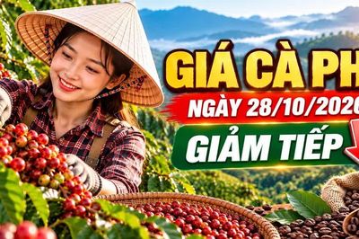 Giá cà phê hôm nay 28/10: Tây Nguyên giảm, thế giới đồng loạt đi xuống