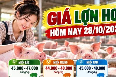 Giá lợn hơi hôm nay 28/10: Cả nước dao động 44.000 - 49.000 đồng/kg
