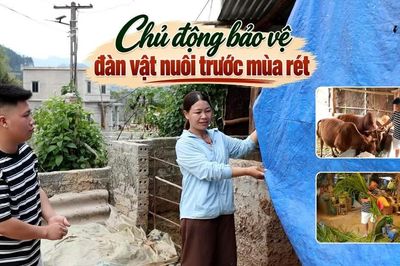 Chủ động bảo vệ đàn vật nuôi trước mùa rét