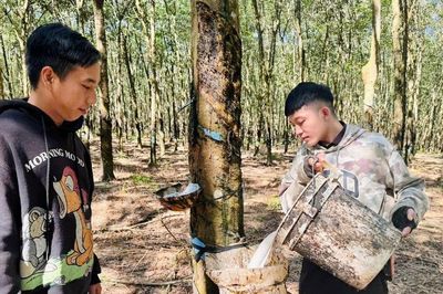 Cao su khởi sắc, nông dân vẫn lo chênh lệch giá