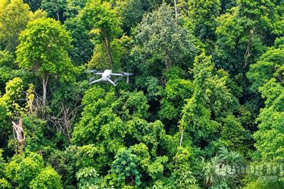 Giữ rừng bằng công nghệ số