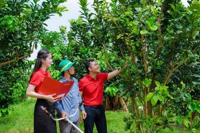 Phát triển tín dụng xanh cần có chiến lược
