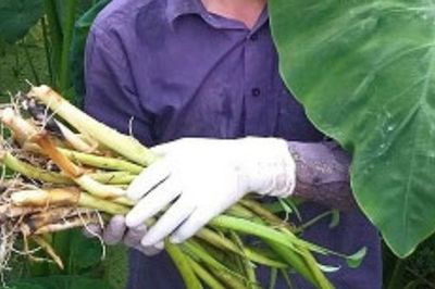 Xưa chỉ cần ra bờ ao là hái được, nay loại rau này thành đặc sản 80.000 đồng/kg, người thành phố ưa chuộng