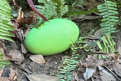 Giải mã bí ẩn hai quả trứng 'phát sáng' màu xanh khiến nhân viên vườn thú đứng ngồi không yên