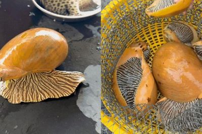 Loài ốc 'khổng lồ' ẩn mình trong hốc đá, được chế biến thành đặc sản trứ danh vùng biển Lâm Đồng