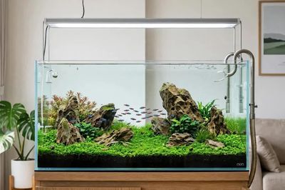 Chọn bể cá cho phòng khách: Mua loại nào để vừa đẹp, vừa dễ chăm sóc?