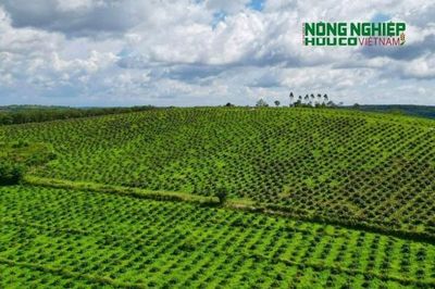 Kiểm điểm trách nhiệm nhiều cá nhân liên quan đến sai phạm trong quản lý, bảo vệ rừng