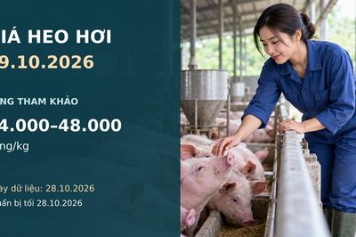 Giá heo hơi hôm nay 29.10.2026: Chờ tín hiệu sau nhịp giảm thu hẹp