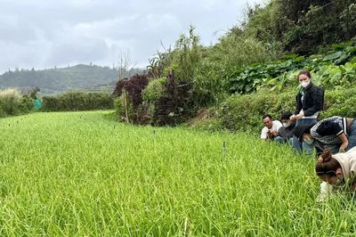 Nông sản trên đảo Lý Sơn vượt biển tìm đầu ra, doanh nghiệp oằn mình gánh chi phí