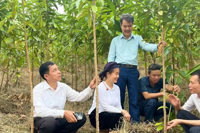 Trồng quế theo hướng hữu cơ mở hướng phát triển kinh tế tại vùng cao Lào Cai