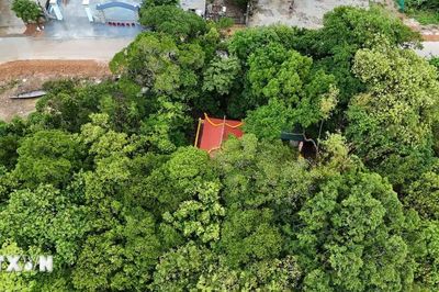 Huế: Làng cổ bên dòng Ô Lâu gìn giữ rừng lộc vừng trăm tuổi