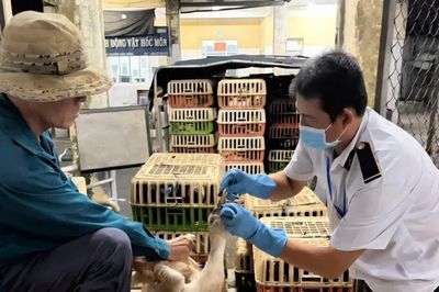 Phát hiện hơn 500 con gia cầm không có giấy kiểm dịch