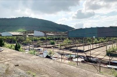 Hơn 286 tỷ đồng thu về từ đấu giá tài sản Dự án chăn nuôi bò Bình Hà