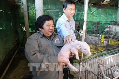 Nữ nông dân Đồng Tháp làm giàu từ chăn nuôi lợn