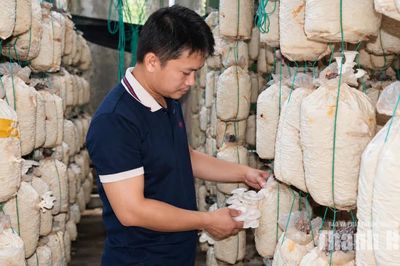 Kiên trì tạo dựng thương hiệu cho nấm sò xứ Thanh