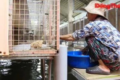Nuôi chồn hương - Tận dụng lợi thế vườn nhà