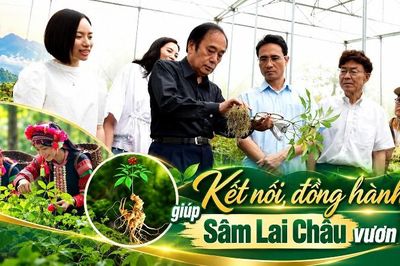Kết nối, đồng hành giúp Sâm Lai Châu vươn xa