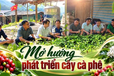 Mở hướng phát triển cây cà phê