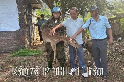 Pu Sam Cáp trao 85 con hươu, ngựa giống hỗ trợ hộ nghèo