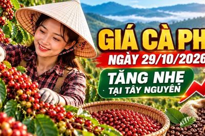Giá cà phê hôm nay 29/10: Trong nước tăng nhẹ, Arabica giảm sâu