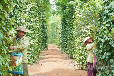 Để nông sản hội nhập