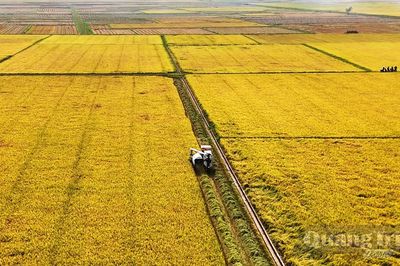 Vùng nguyên liệu, doanh nghiệp và nền tảng số