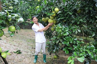 Chuyện trồng bưởi xuất khẩu