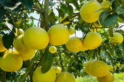 Hà Tĩnh: Quy hoạch phân khu sản xuất tập trung gắn với chỉ dẫn địa lý