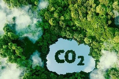 TP. Hồ Chí Minh: Phân công tiếp nhận, xử lý thủ tục hành chính về tín chỉ carbon chuyên ngành