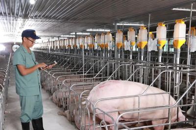 AI vào chuồng trại, doanh nghiệp chăn nuôi đối mặt bài toán dữ liệu