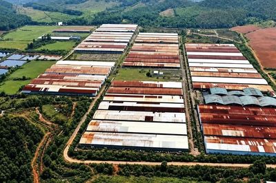 Trại bò Bình Hà được đấu giá chóng vánh